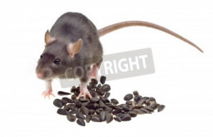 Stock photo of Funny rat eat sunflower seeds isolated on white ...