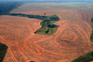 The Amazon Rainforest Deforestation Impact
