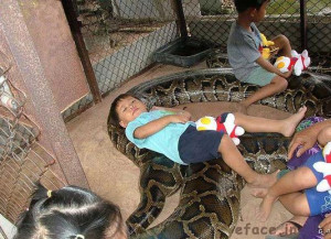 Anaconda playing with people in Cage the biggest one