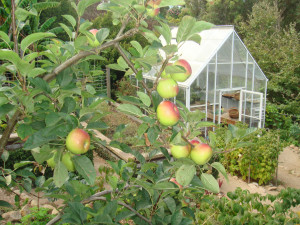 home could easily have at least one apple tree and a small garden ...