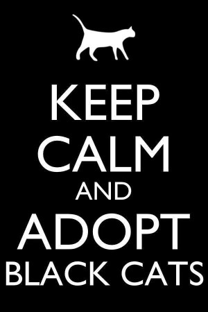 ... Cat, Black Cat Quotes, Adopt A Black Cat, Cat Black, Adoption Black