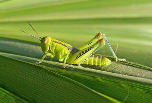 Green Grasshopper Green_grasshopper_2.jpg