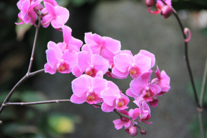 So if you grow some, what color would you prefer?