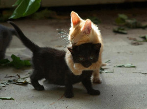Black kitten needed a hug.
