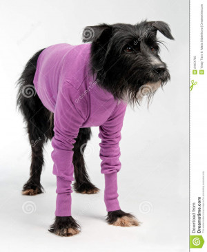 Funny Dog Wearing Sweater White Background