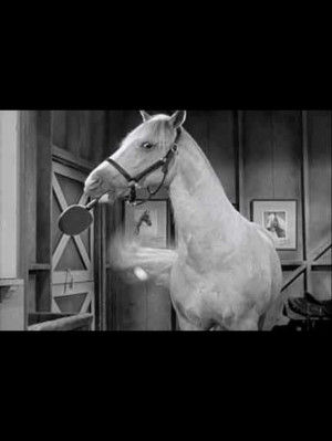 Mr Ed the talking horse