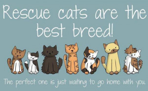 Rescue cats :)