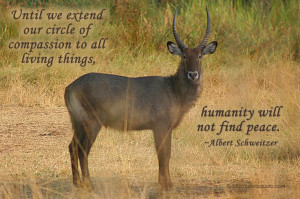 ... all living things, humanity will not find peace.