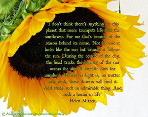 Sunflower Quotes Tumblr