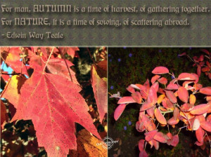 For Man, Autumn Is A Time Of Harvest, Of Gathering Together. For ...