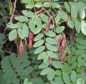 Black Locust Robinia Pseudoacacia L