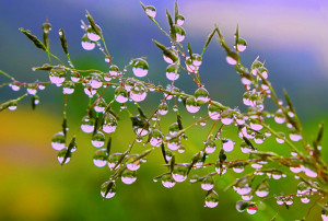 55 stunning dew drop photographs 13