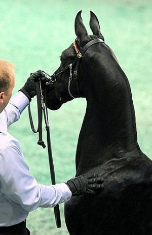 Sir Clarence Ronald, American Saddlebred