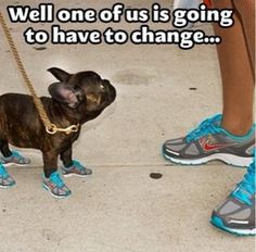 Humor Funny dogs Nike shoes on French bulldog