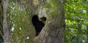 ... nature pour la Saint Valentin • coeur dans la nature saint valentin