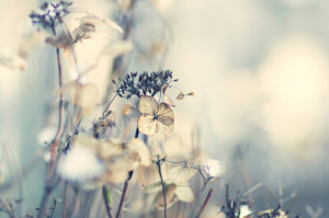 delicate, flower, nature, soft