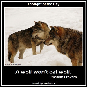 World of Proverbs - Famous Quotes: A wolf won't eat wolf. ~ Russian ...