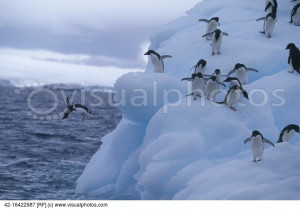 Penguins Jumping Into Water