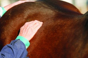 How to Detect Lameness in Horses - EquiSearch