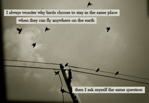 I Always Wonder Why Birds Quote