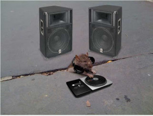 Sad Rat Stuck in the Sidewalk Photoshops