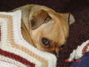 Muggin Dog Newt the muggin