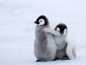 Aaaah, so cute. Penguins are so adorable, my favourite little ...