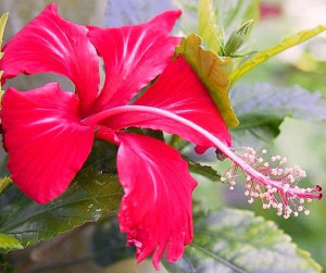 Hibiscus flower image via Guns and Roses on Facebook at www.facebook ...