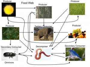 African Elephants Food Web