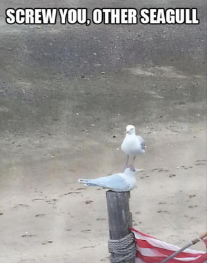 funny seagulls
