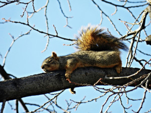 Squirrel Sleeping On Tree