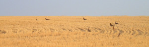 Pheasants and Wheat Stubble