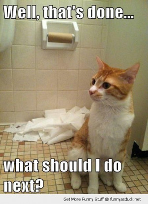 cat lolcat ripped toilet paper what should do now next animal bathroom ...