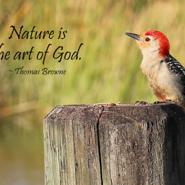 ... Quotes & Sentences ( bird, thomas browne, red-bellied, god, nature