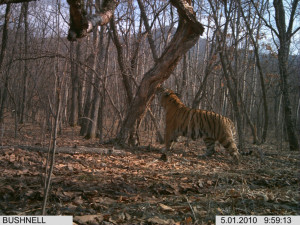 Gallery Wild Amur Leopard...