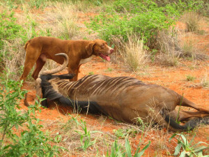 Lion Hunting Dogs