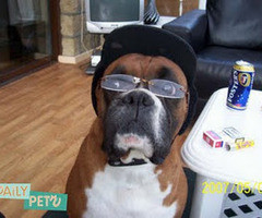 Dog Funny Boxer Pictures Caption Thumb