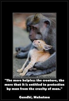 Animal Quotes, Animal Rights & Religions's photo: More