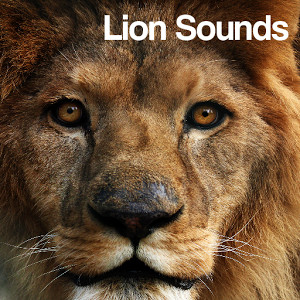 Lion Roar Sound MP3