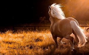 Name Nature Running Wild Horses Widescreen HD Wallpaper