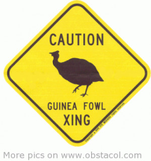 Funny Guinea fowl