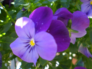 FAVORITE WISDOM AND QUOTES –ENJOY!