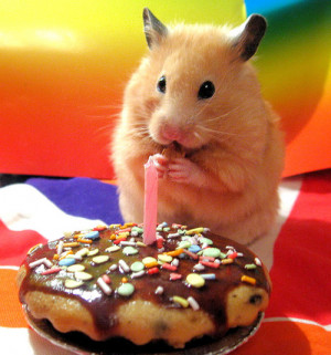 Cake Hamster