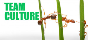 Team-Culture-Ants-SLIDE-Foster-Hicks-Associates » Team-Culture-Ants ...