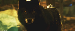 wolf wolves mjrngifs hemlock grove