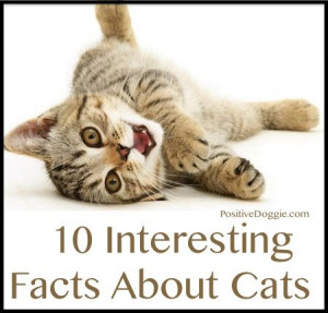 10 Interesting Facts About Cats
