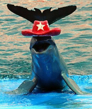 dolphin sports a cowboy hat while performing tricks at the Oasis Sea ...