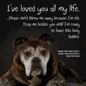 Great thoughts on Senior Dogs
