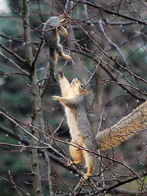... Squirrels, Mama Squirrels, Rescue Baby, Baby Rescue, Baby Squirrels
