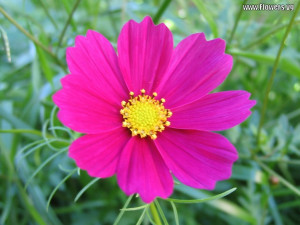 cosmos flowers wallpaper free 7 cosmos photo cosmos flowers wallpaper